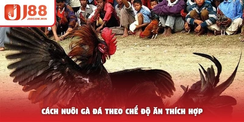 Cách nuôi gà đá theo chế độ ăn thích hợp