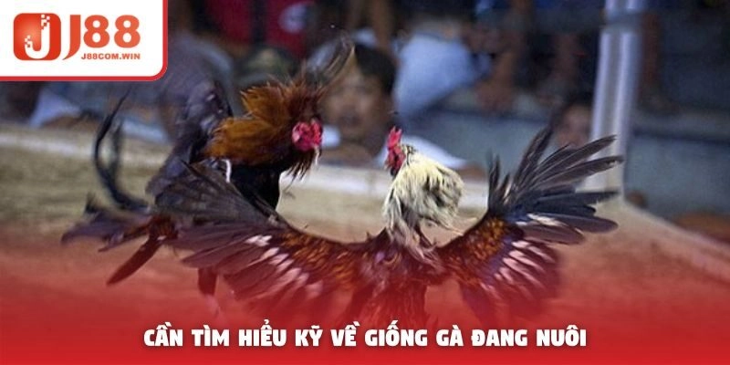 Cần tìm hiểu kỹ về giống gà đang nuôi