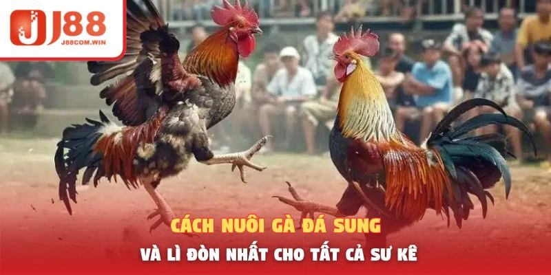 Cách Nuôi Gà Đá Sung Và Lì Đòn Nhất Cho Tất Cả Sư Kê