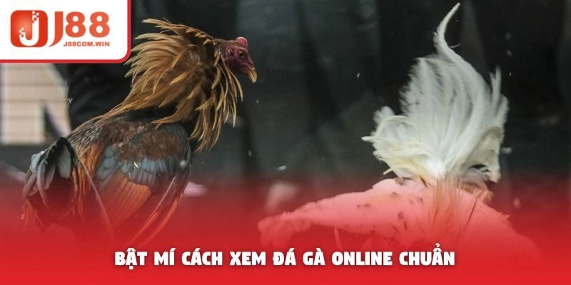 Bật mí cách xem đá gà online chuẩn