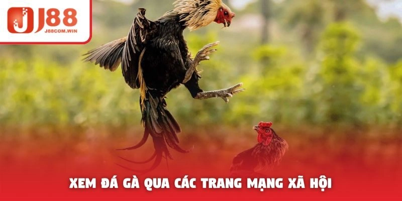 Xem đá gà qua các trang được chia sẻ trên mạng xã hội
