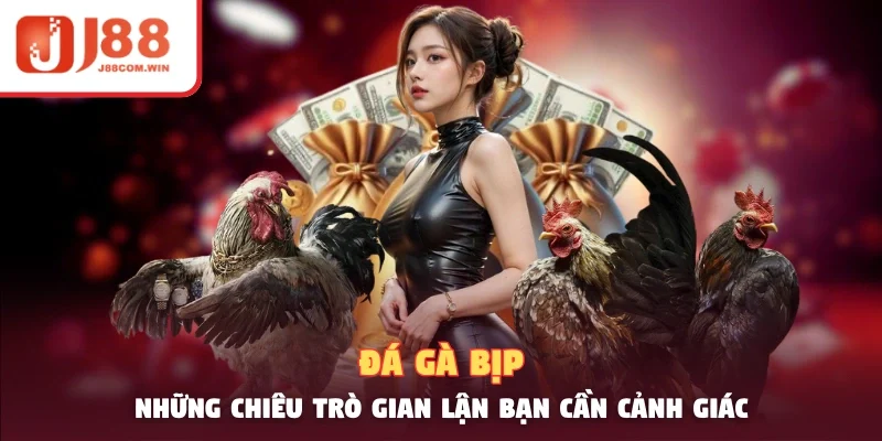 Đá Gà Bịp – Những Chiêu Trò Gian Lận Bạn Cần Cảnh Giác