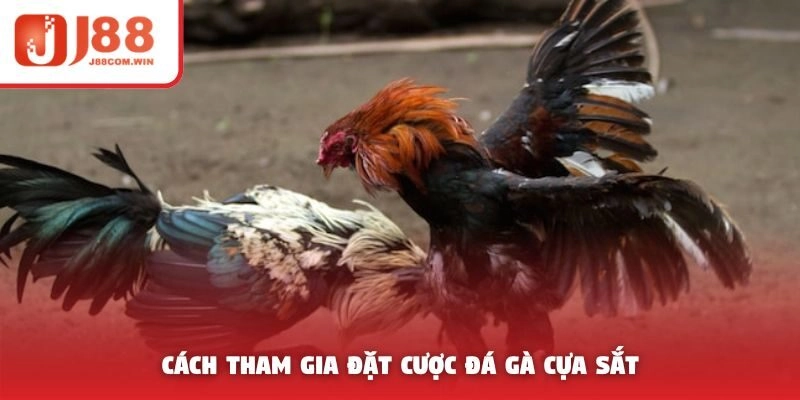 Cách tham gia đặt cược đá gà cựa sắt