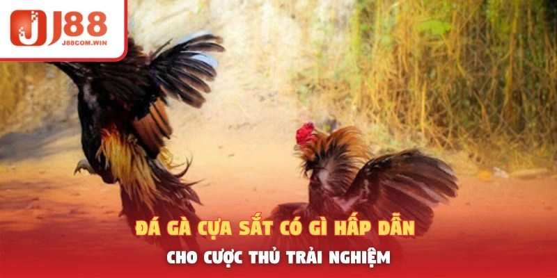 Đá Gà Cựa Sắt Có Gì Hấp Dẫn Cho Cược Thủ Trải Nghiệm