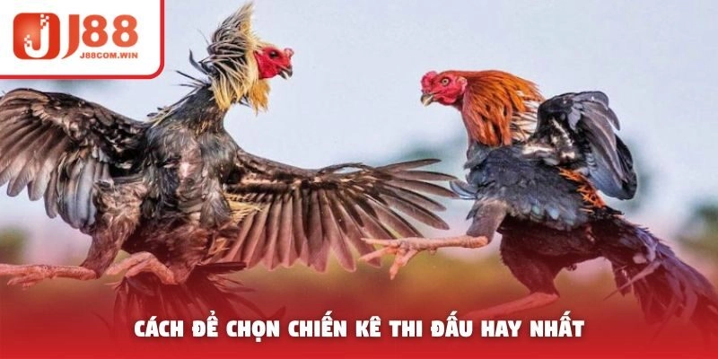 Cách để chọn chiến kê thi đấu hay nhất