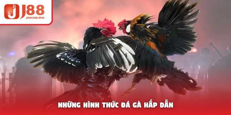 Những hình thức đá gà hấp dẫn