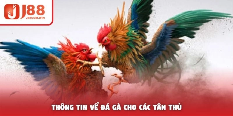 Thông tin về đá gà cho các tân thủ