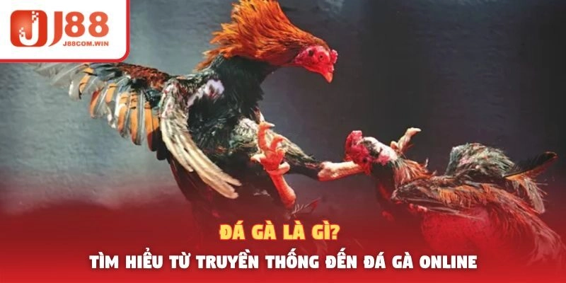 Đá Gà Là Gì? Tìm Hiểu Từ Truyền Thống Đến Đá Gà Online