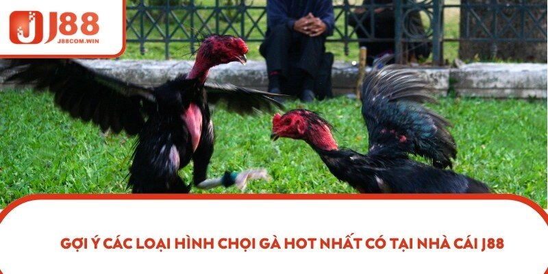 Gợi ý các loại hình chọi gà hot nhất có tại nhà cái J88