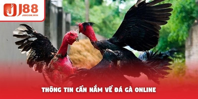 Thông tin cần nắm về đá gà online