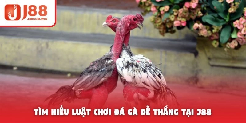 Tìm hiểu luật chơi đá gà J88 dễ thắng
