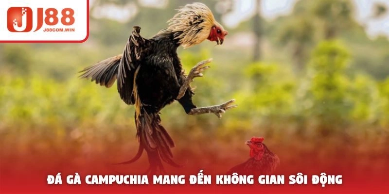 Đá gà Campuchia mang đến không gian sôi động