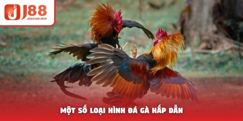 Một số loại hình đá gà hấp dẫn