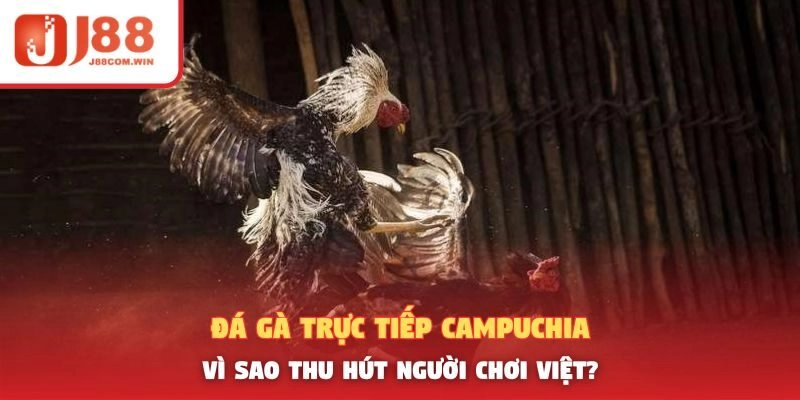 Đá Gà Trực Tiếp Campuchia – Vì Sao Thu Hút Người Chơi Việt?
