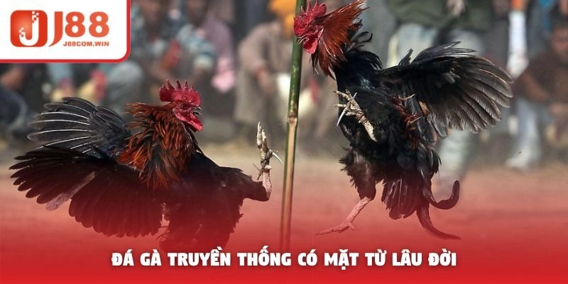 Đá gà truyền thống có mặt từ lâu đời