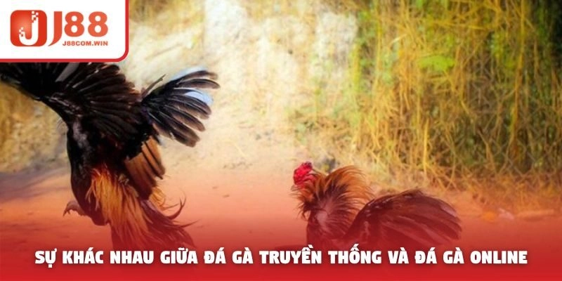 Sự khác nhau giữa đá gà truyền thống và đá gà online