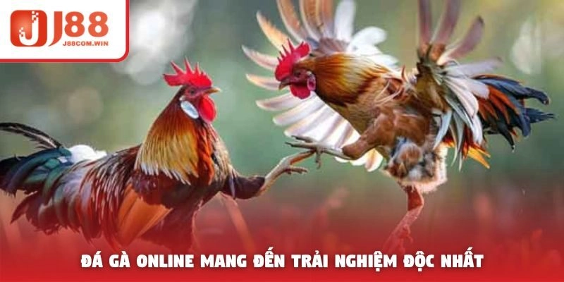 Đá gà online mang đến trải nghiệm độc nhất