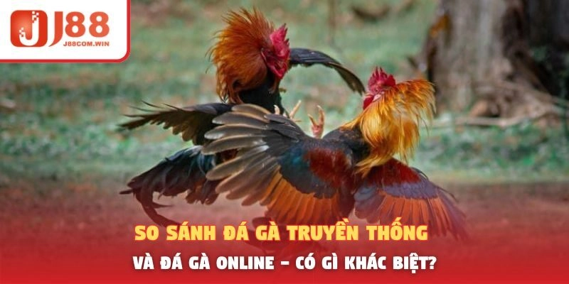So Sánh Đá Gà Truyền Thống Và Đá Gà Online – Có Gì Khác Biệt?