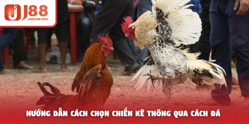 Hướng dẫn cách chọn chiến kê thông qua cách đá