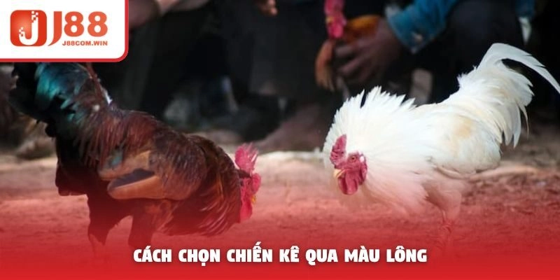 Cách chọn chiến kê qua màu lông