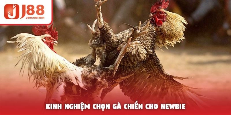 Kinh nghiệm chọn gà chiến cho newbie