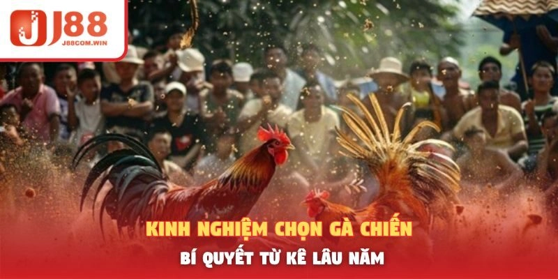 Kinh Nghiệm Chọn Gà Chiến – Bí Quyết Từ Kê Lâu Năm