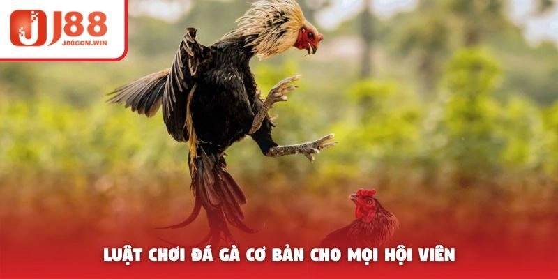 Luật chơi đá gà cơ bản cho mọi hội viên