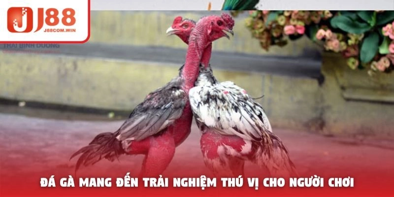 Đá gà mang đến trải nghiệm thú vị cho người chơi