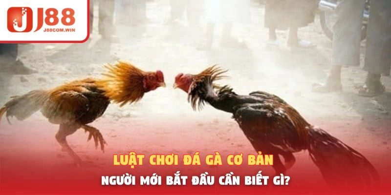 Luật Chơi Đá Gà Cơ Bản – Người Mới Bắt Đầu Cần Biết Gì?